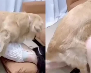 Cô tiểu thư yêu động vật và con chó số hưởng